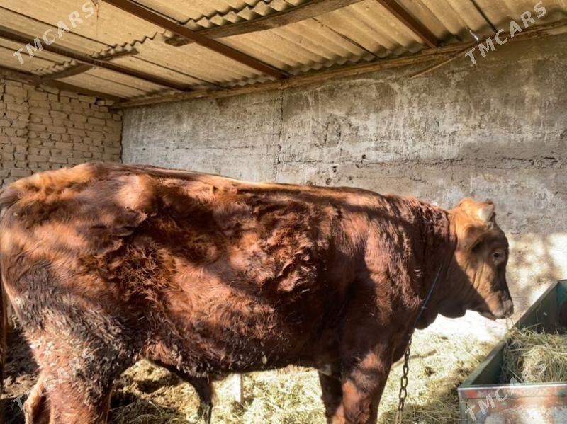 ÖKÜZ - Gökje - img 5