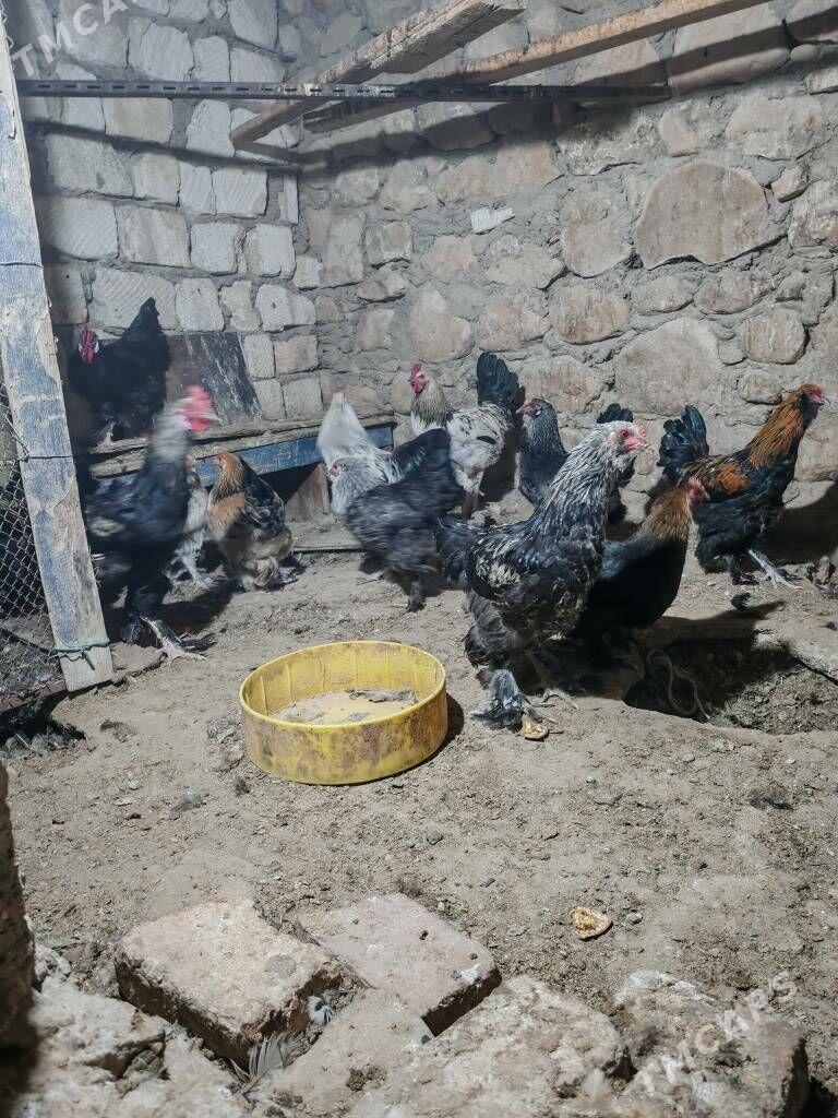 Towuk semiz - Balkanabat - img 3