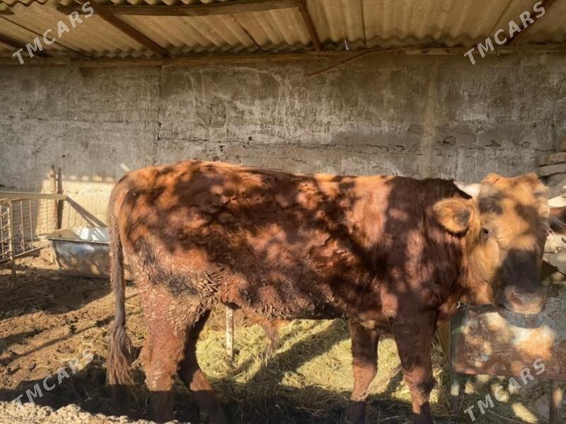 ÖKÜZ - Gökje - img 1