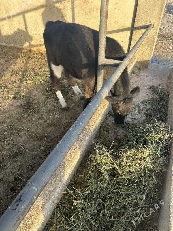 okuz - Гёкдепе - img 4