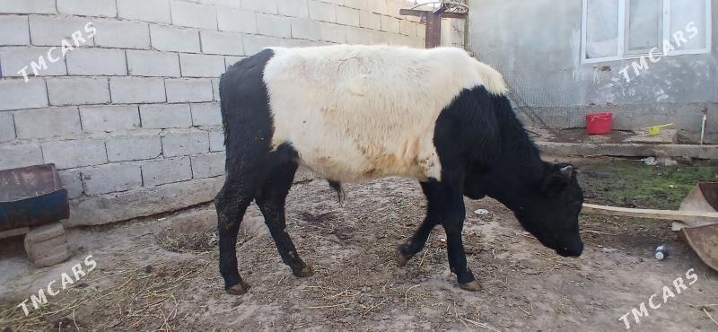 gole - Büzmeýin - img 3