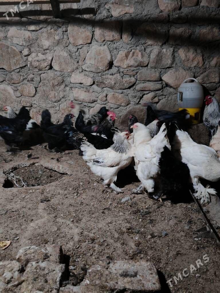 Towuk semiz - Balkanabat - img 7