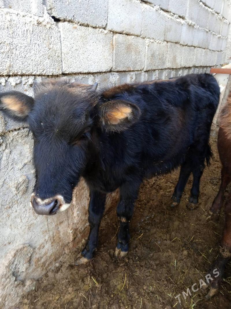 Swes okuz - Aşgabat - img 2