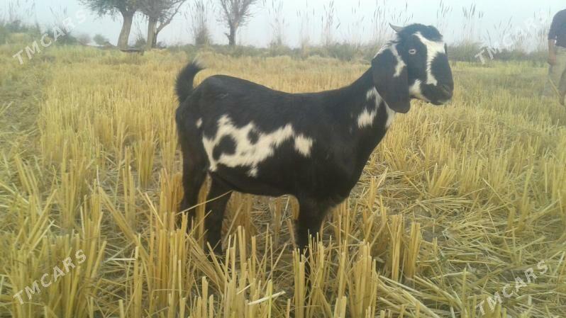 Пакистан ов лак - Kerki - img 3