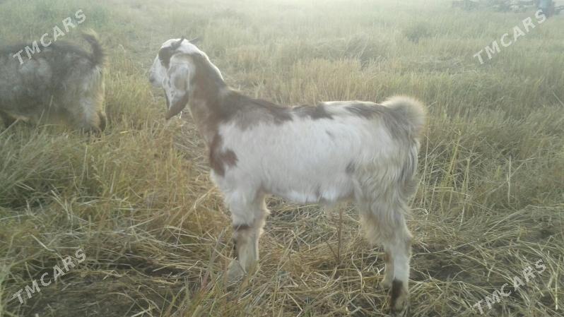 Пакистан ов лак - Kerki - img 2