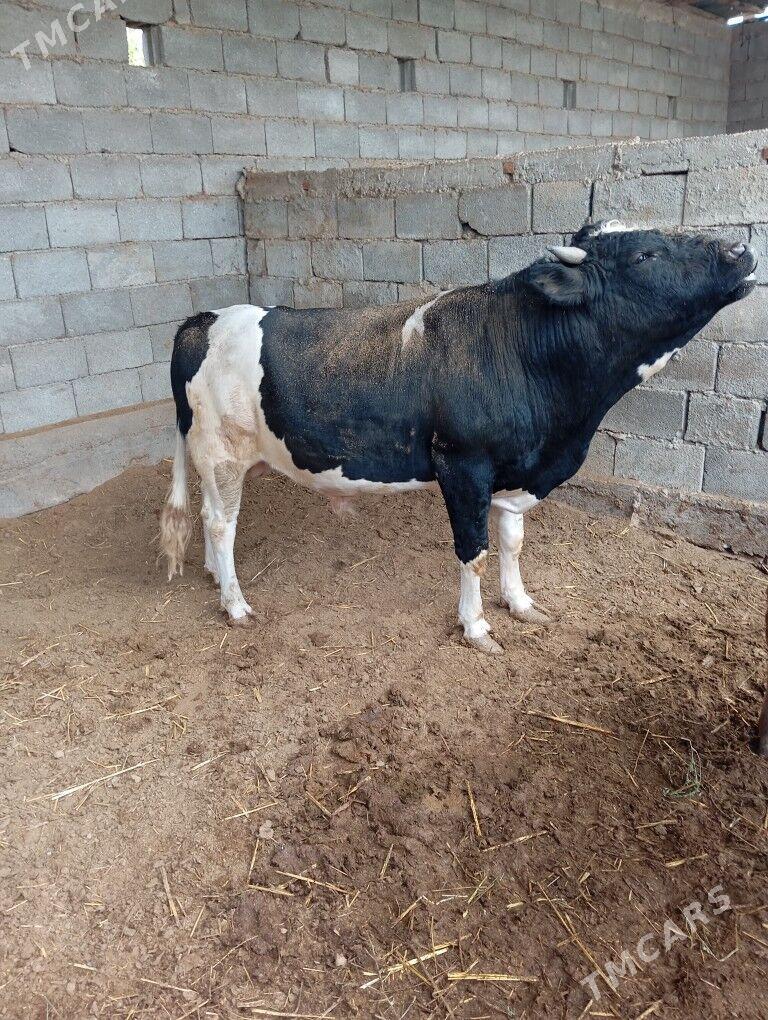 Tüwe/öküz - Ашхабад - img 3