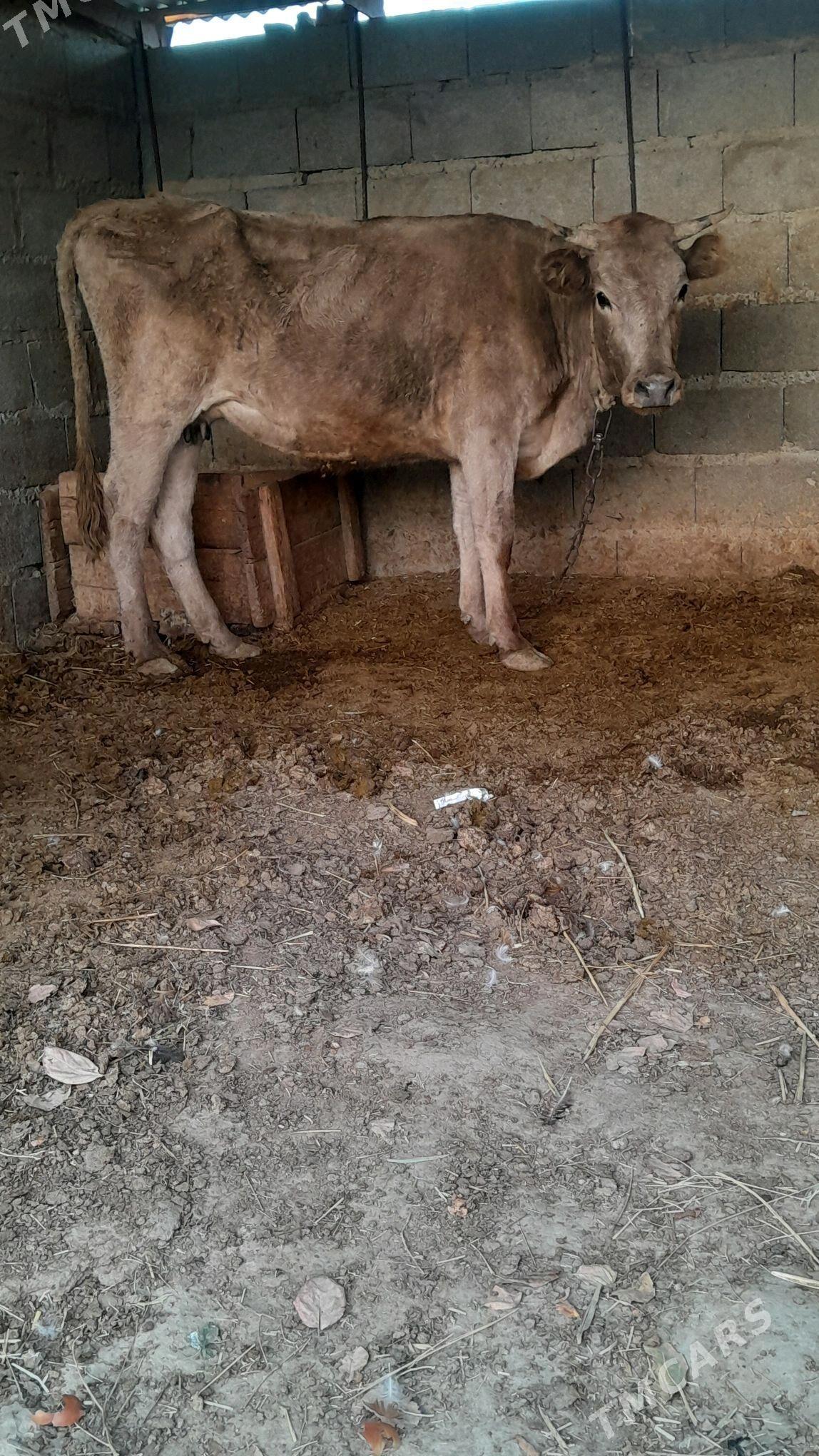 göleli sygyr - Bäherden - img 1