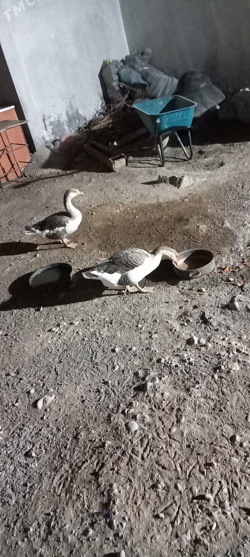 Òrdek - Büzmeýin - img 4