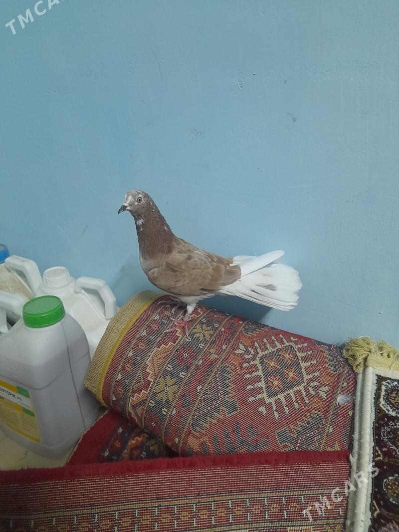 kepderi - Gyzylarbat - img 2