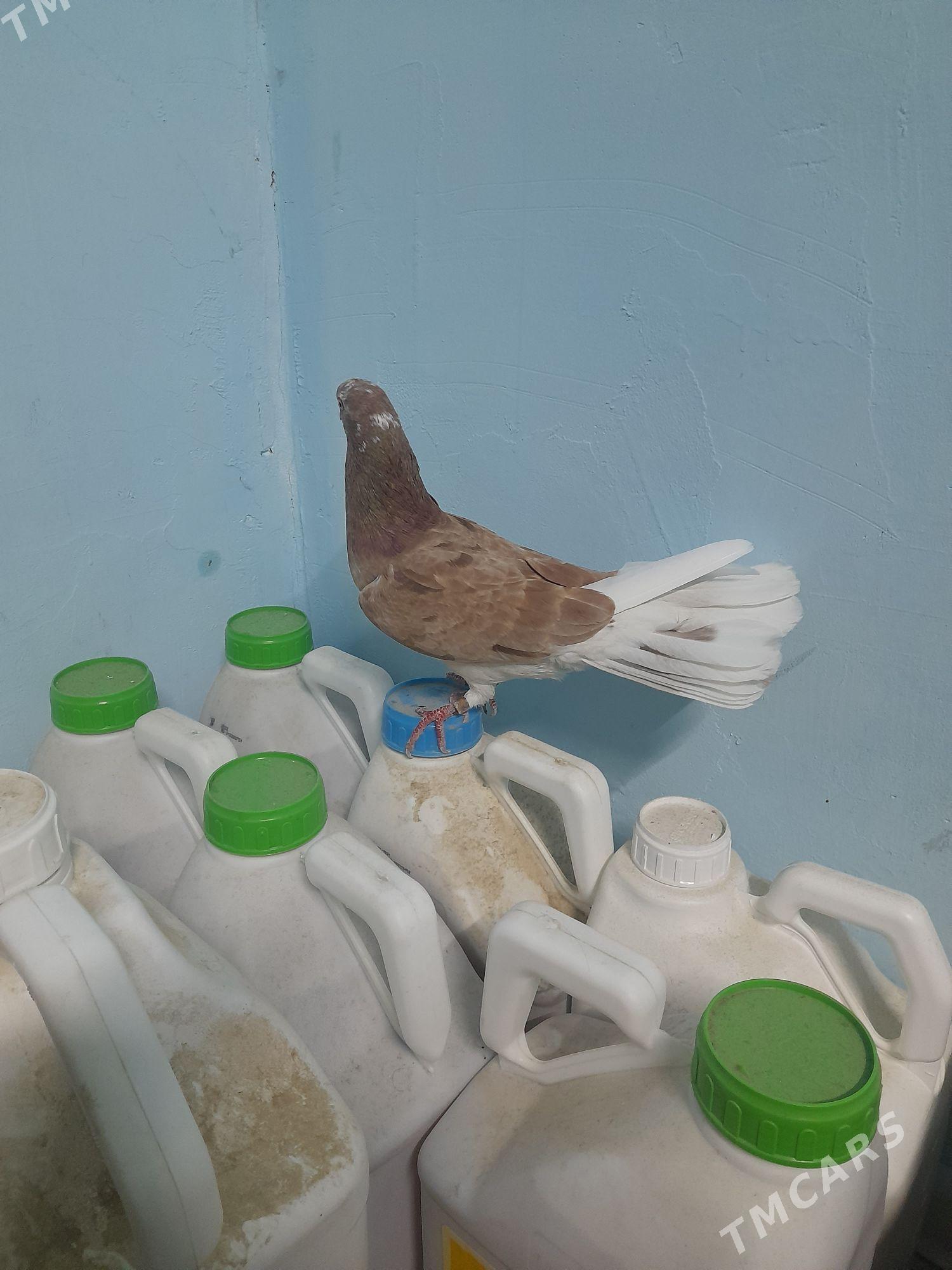 kepderi - Gyzylarbat - img 3