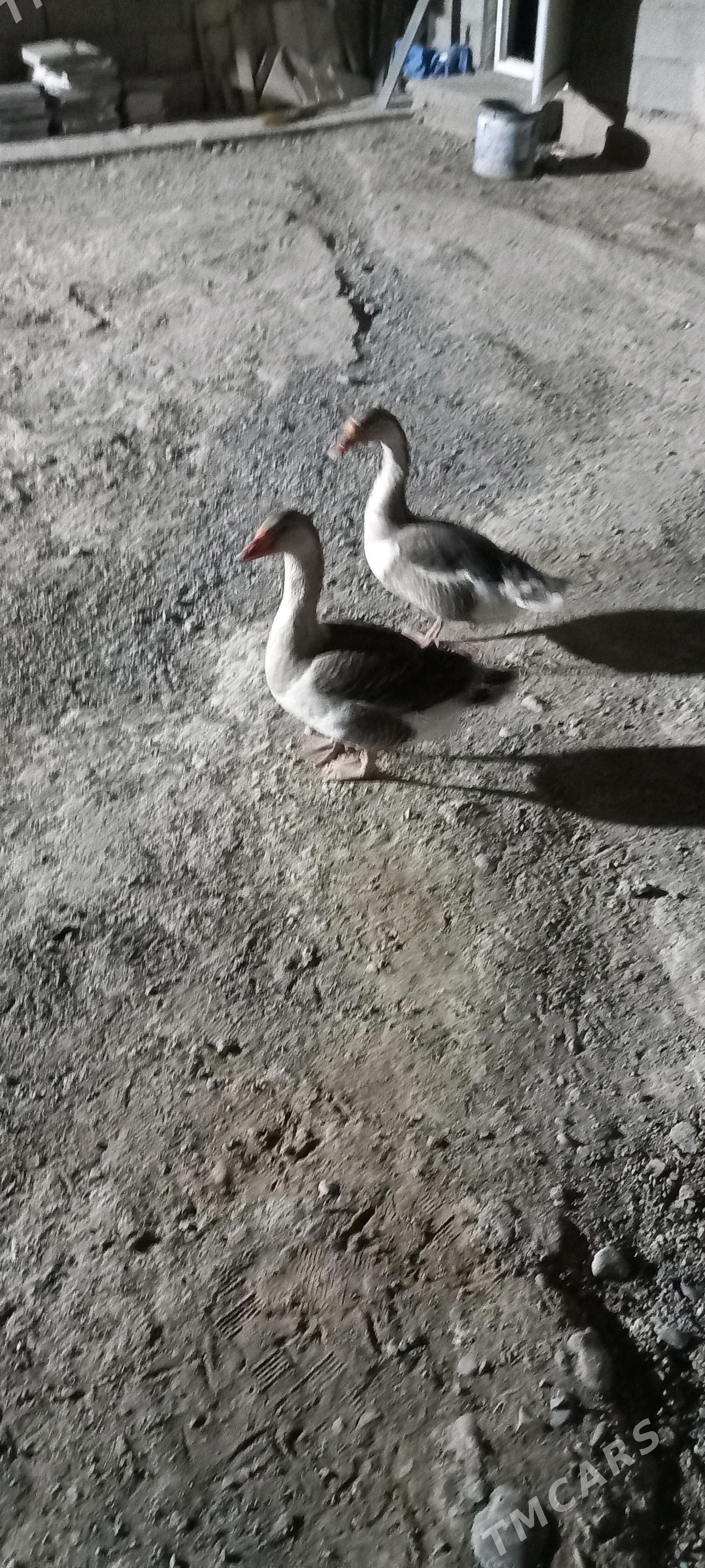 Òrdek - Büzmeýin - img 2