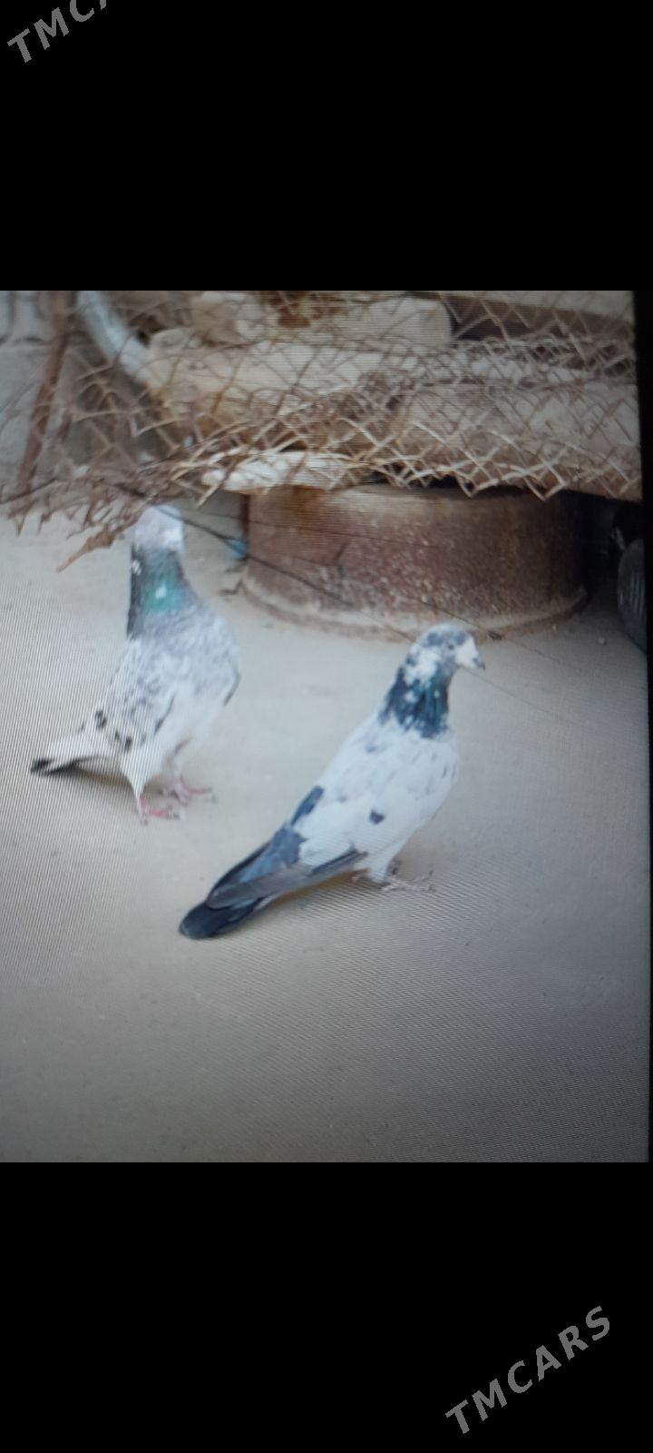 kepderi - Gyzylarbat - img 2