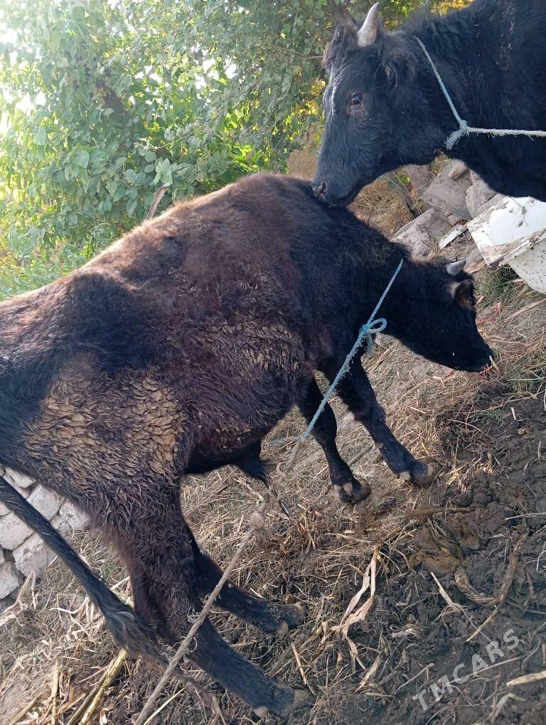 Öküzler - Çärjew - img 1