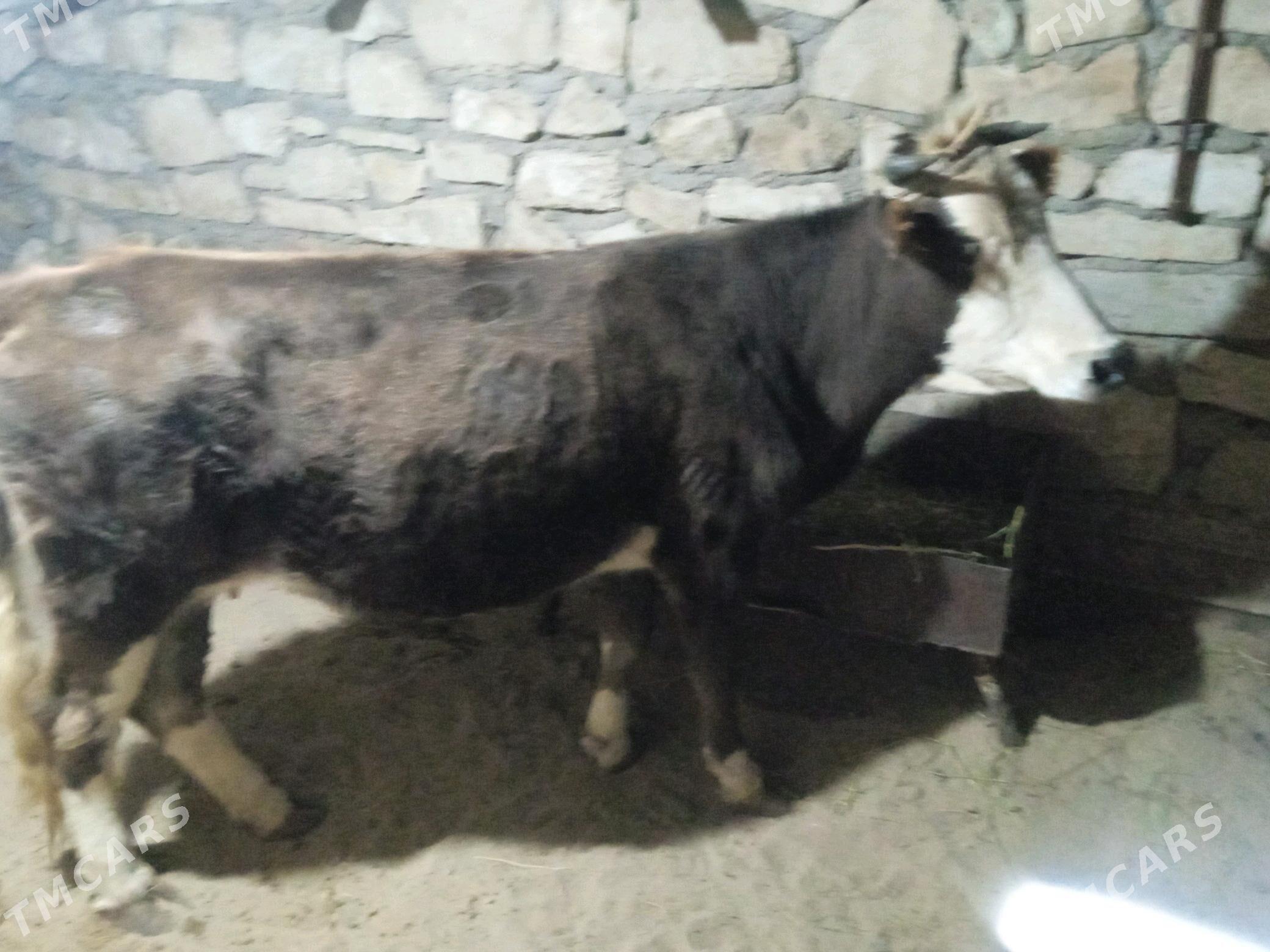 gysyr sygyr - Балканабат - img 2