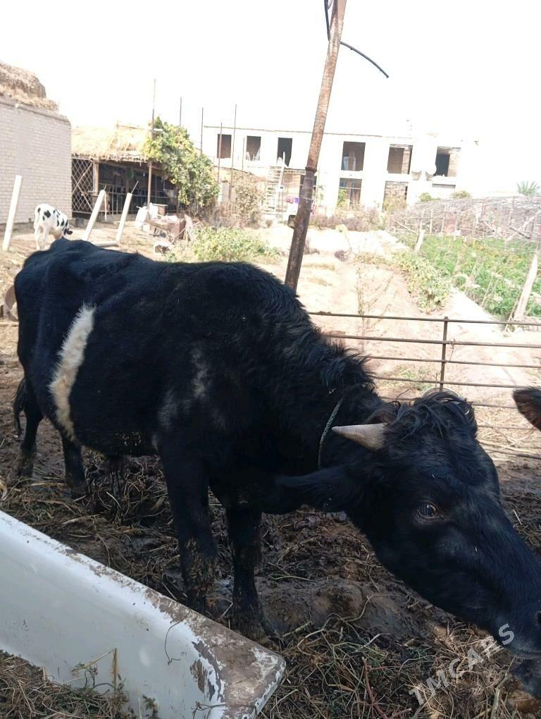 Öküzler - Çärjew - img 3