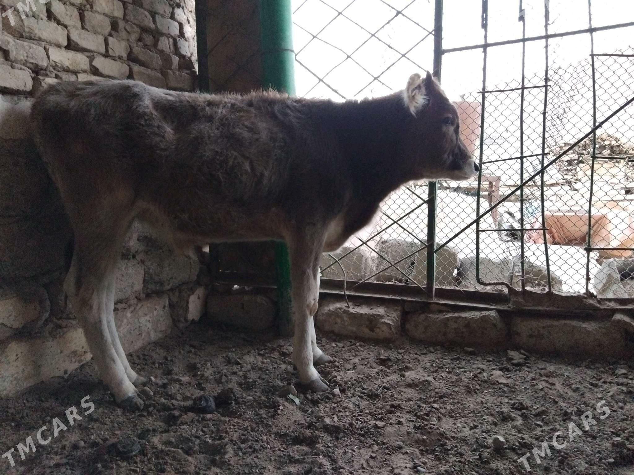 OKUZ ŞWES TOHIM MAL - Aşgabat - img 1