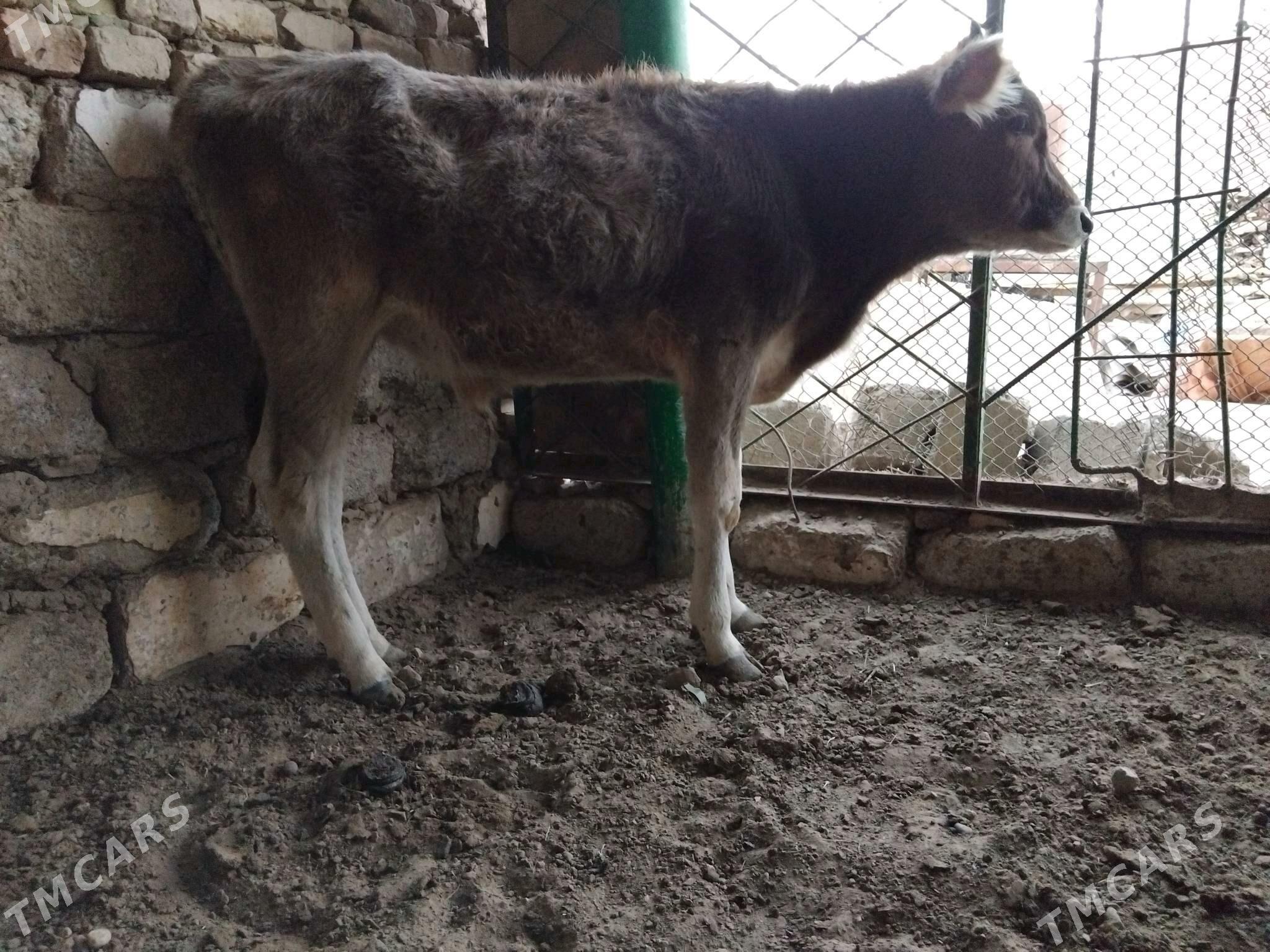 OKUZ ŞWES TOHIM MAL - Aşgabat - img 2