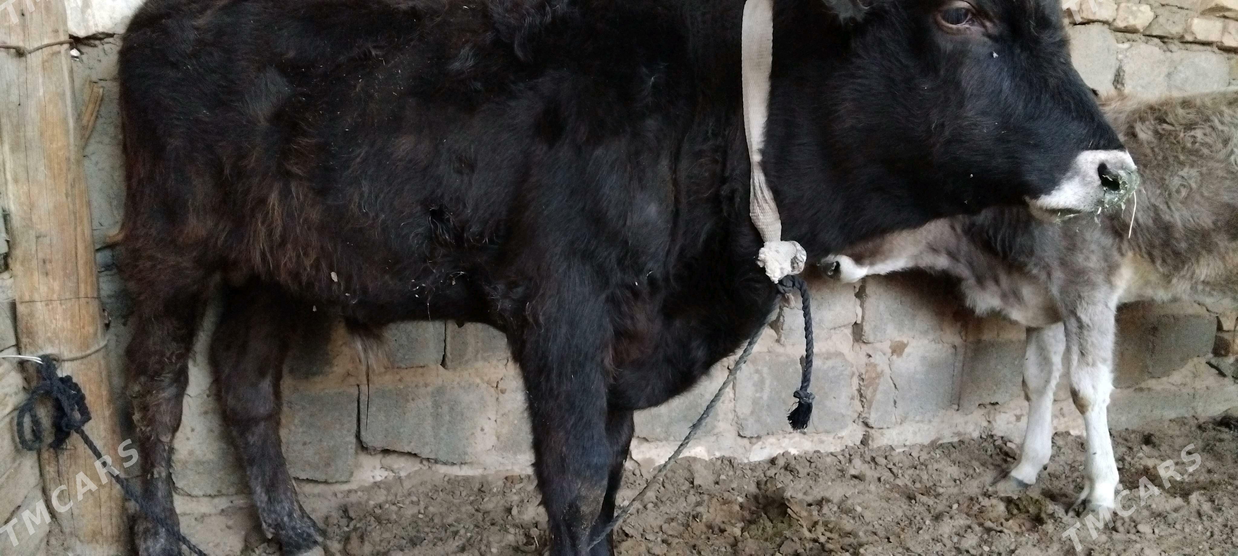 OKUZ ŞWES TOHIM MAL - Aşgabat - img 3