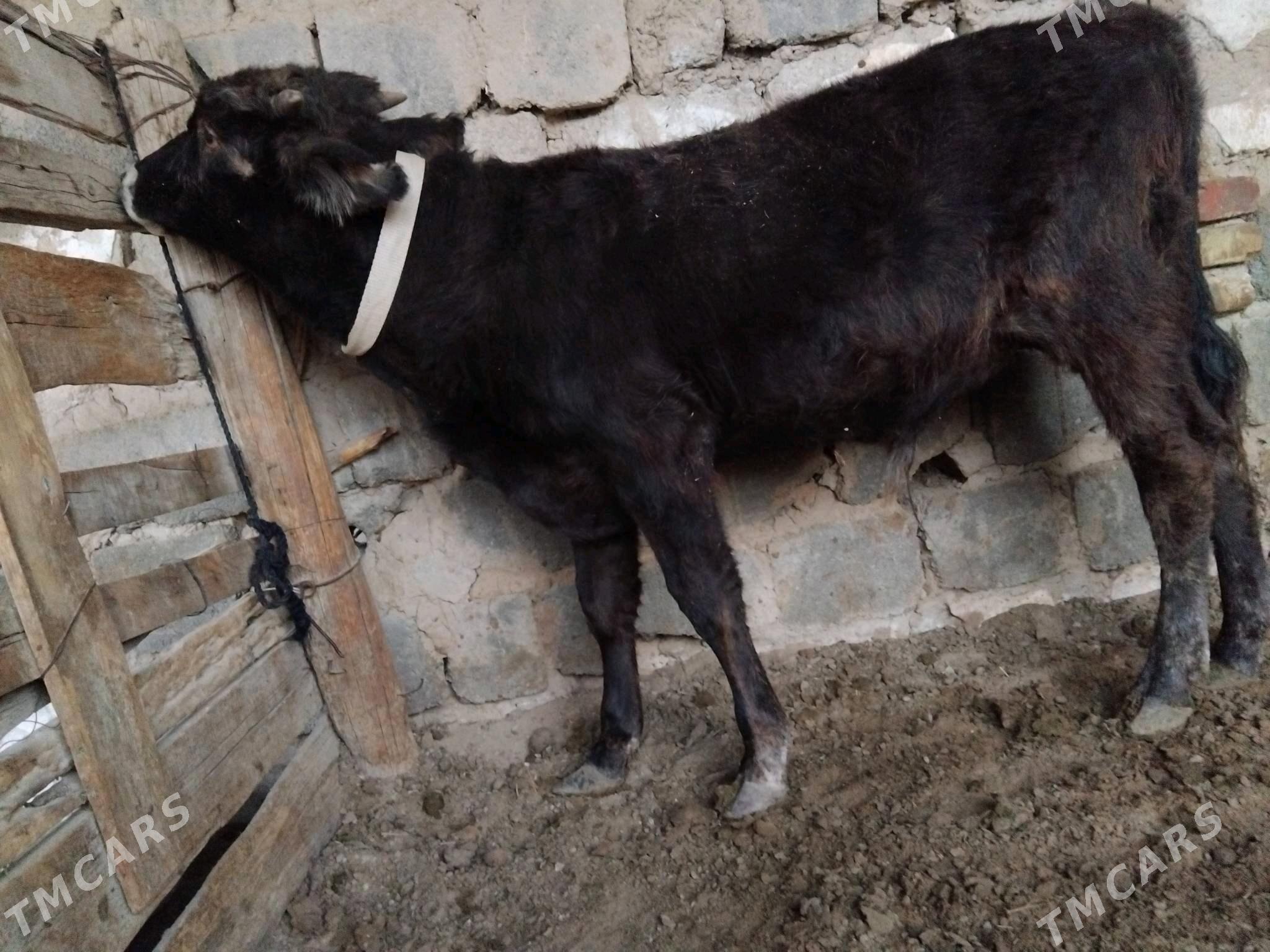 OKUZ ŞWES TOHIM MAL - Aşgabat - img 2