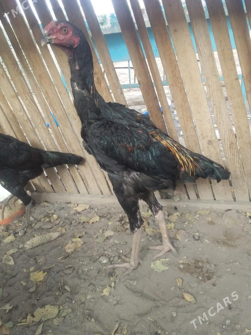 Tüki Horz - Halaç - img 2