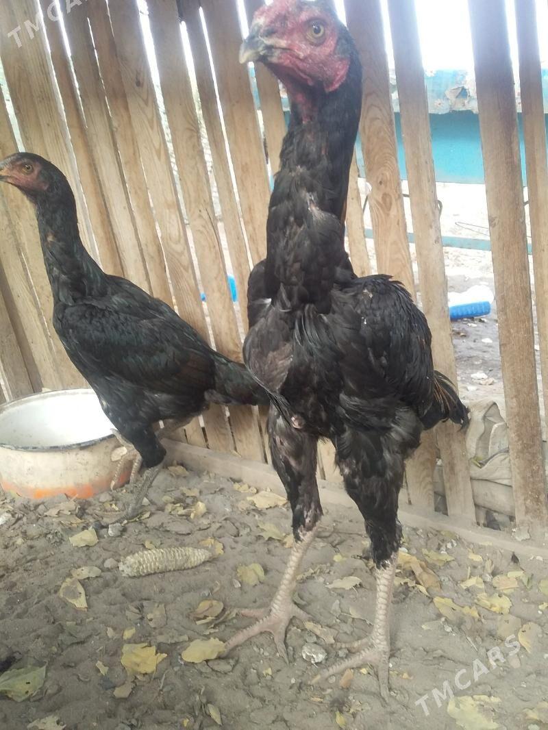 Tüki Horz - Halaç - img 3