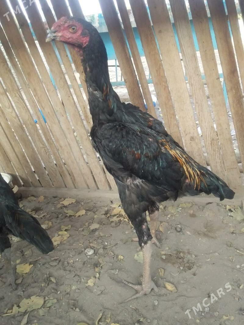 Tüki Horz - Halaç - img 4