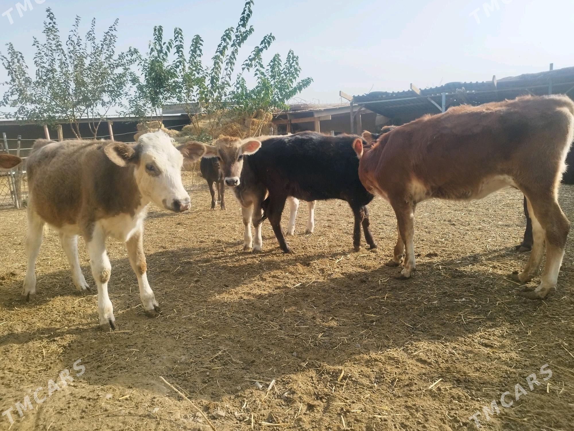 Тувелер имде дуран бир окиз - Анев - img 2