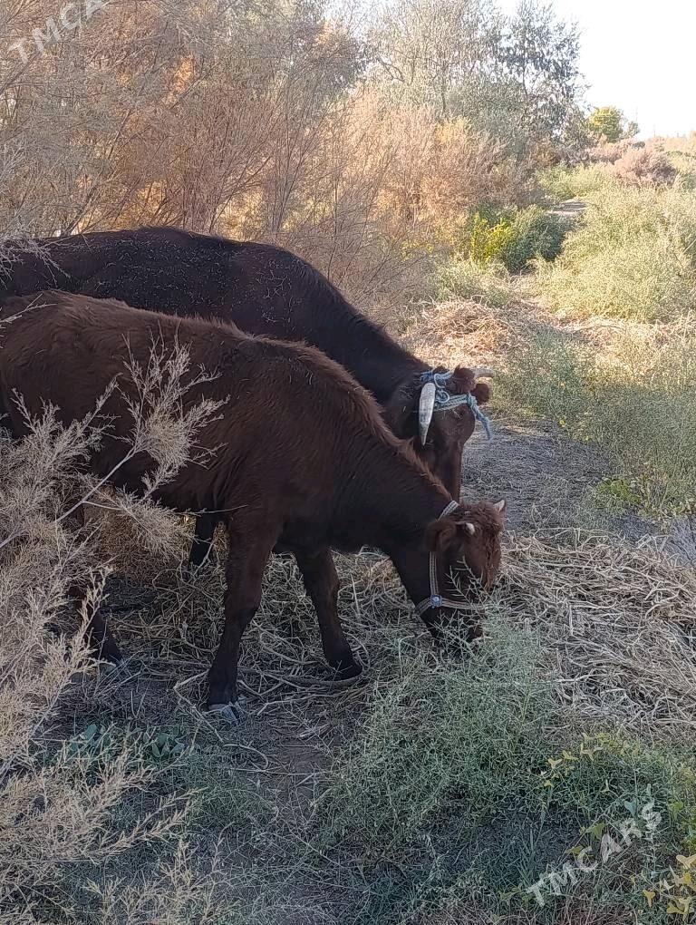 танали сыгыр - Дашогуз - img 2