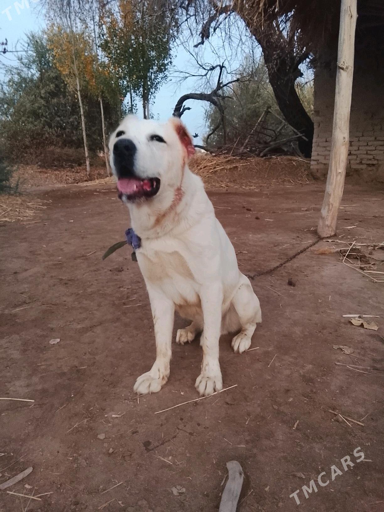 Akguş - Губадаг - img 2