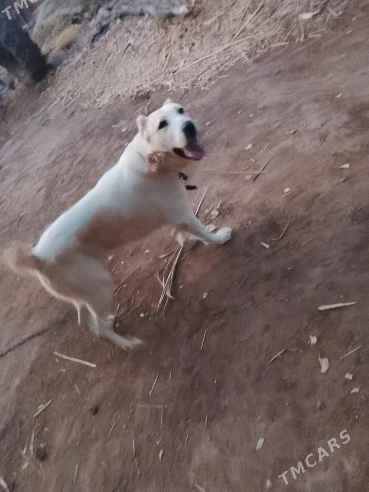 Akguş - Губадаг - img 1