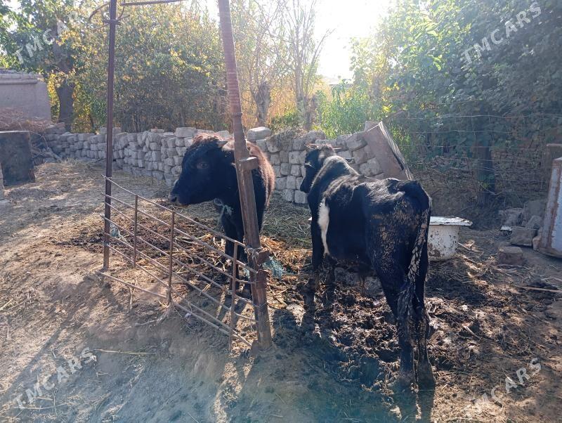 Öküzler - Çärjew - img 4