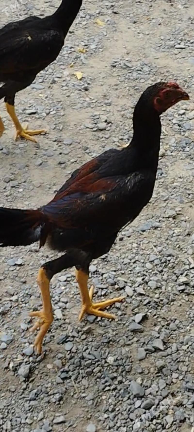 Ташкент хораз - Гёкдепе - img 2