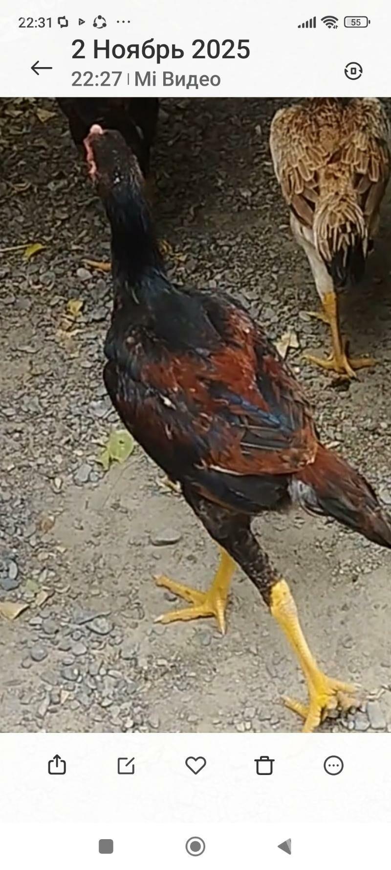 Ташкент хораз - Гёкдепе - img 1