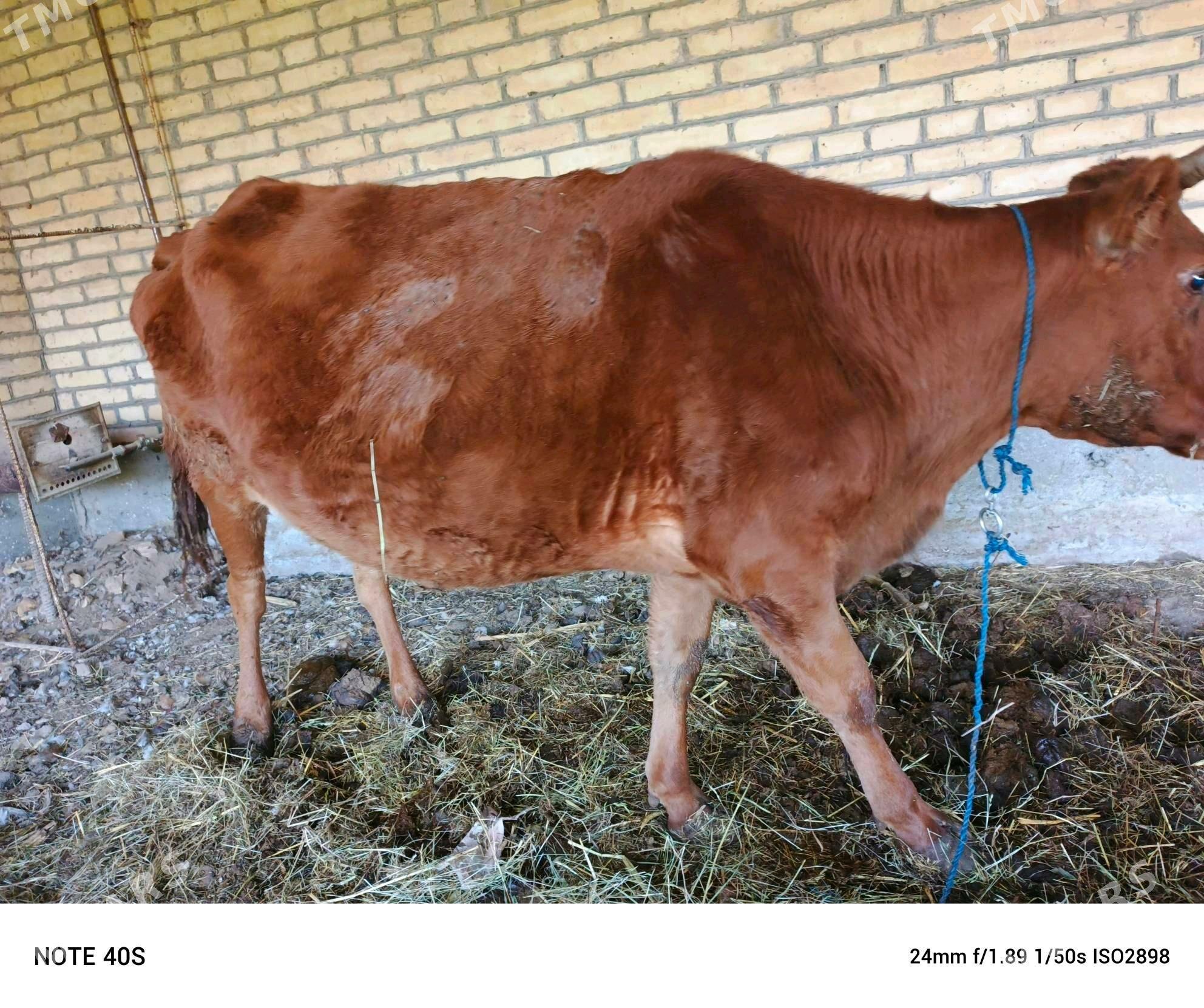 sygyr - Сейди - img 2