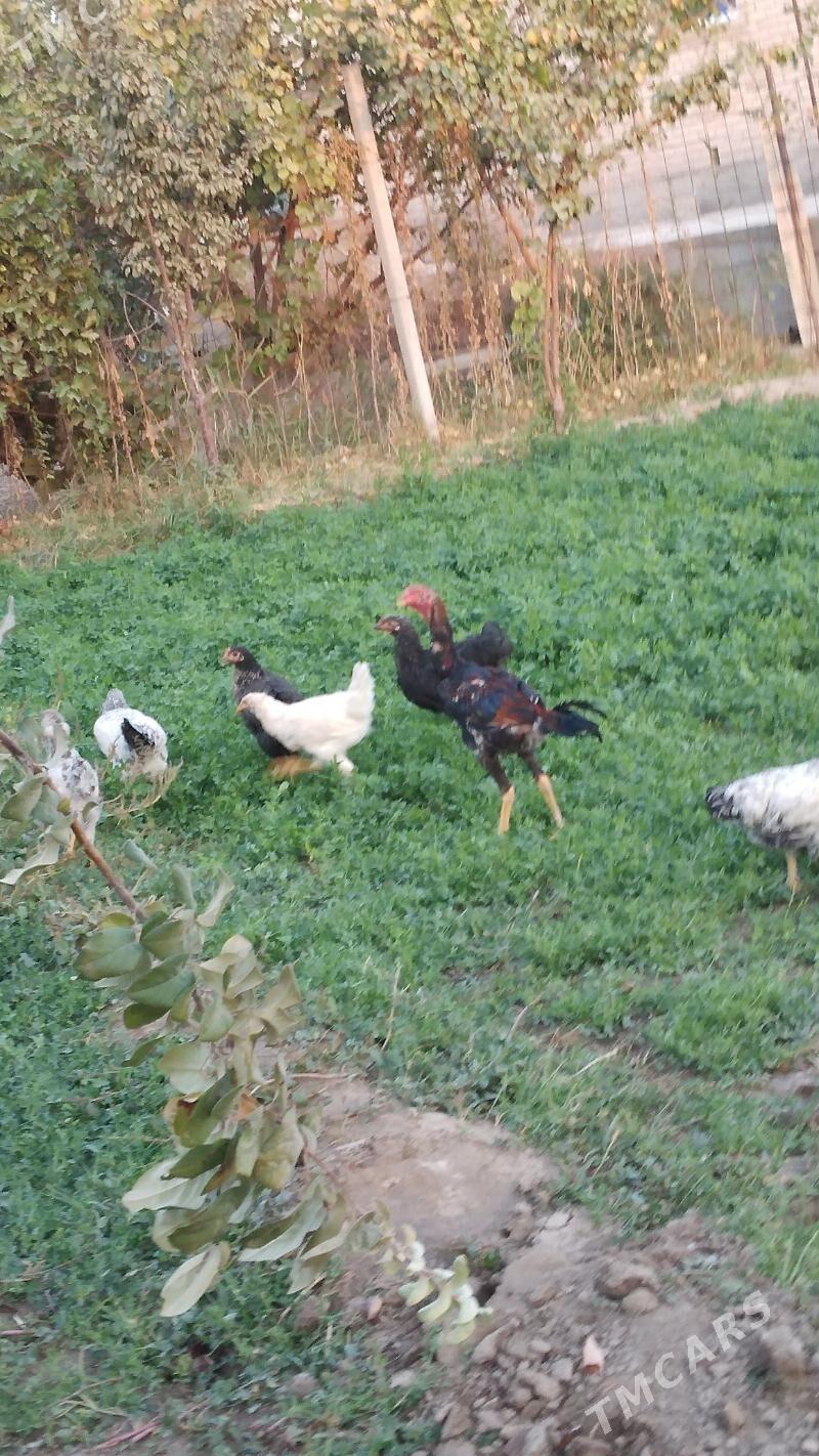 baysow - Чарджоу - img 2