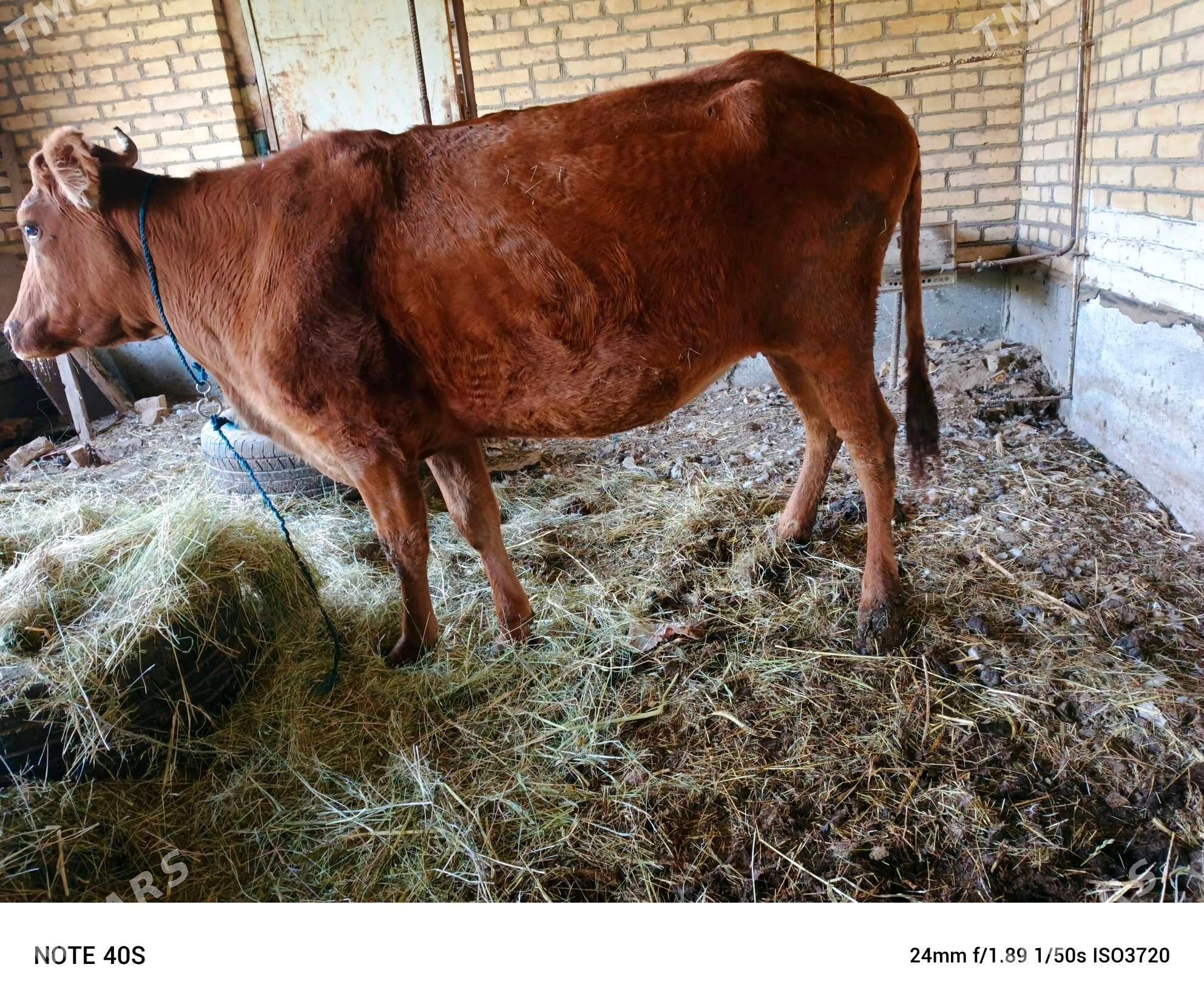 sygyr - Сейди - img 1