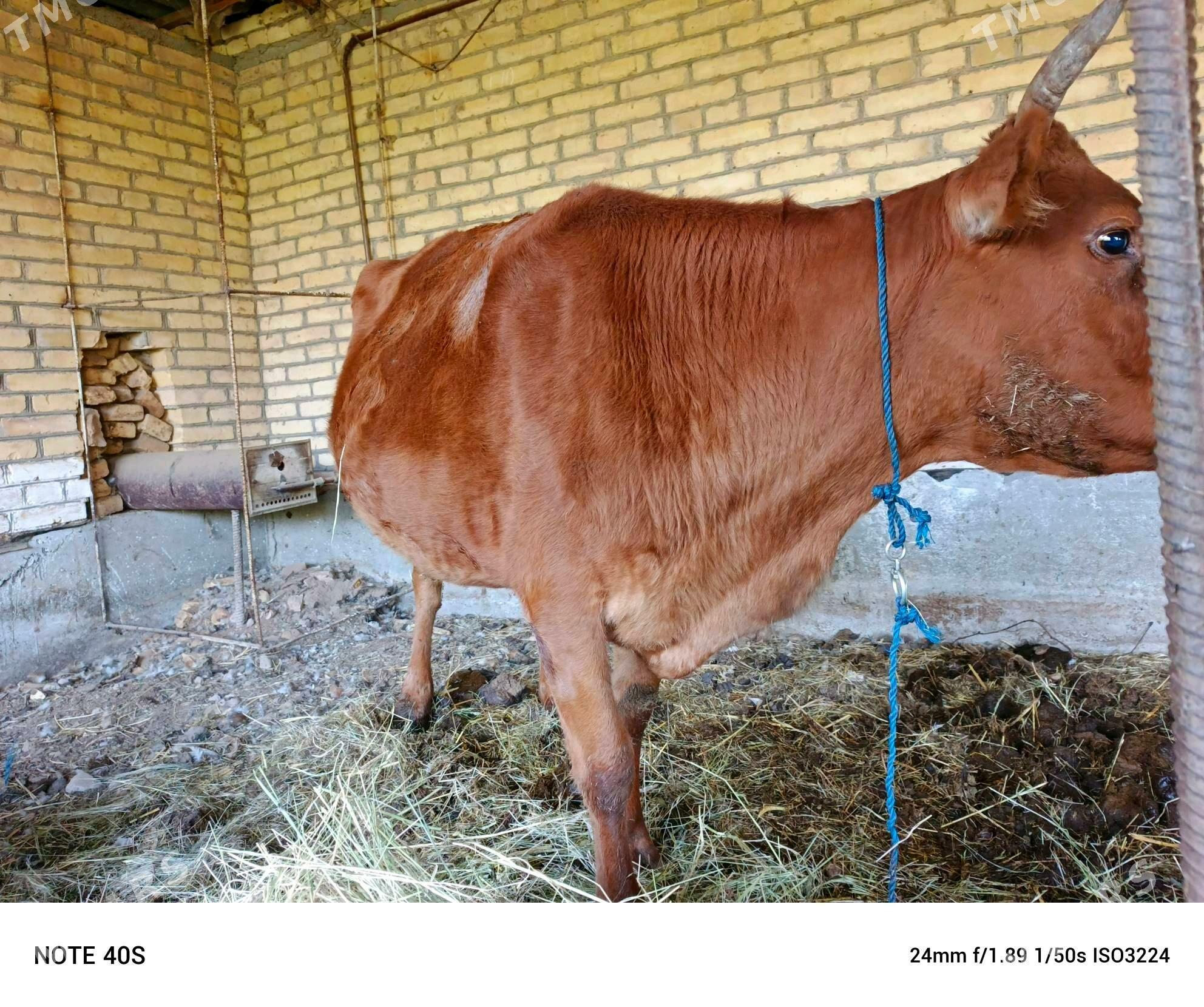 sygyr - Сейди - img 3