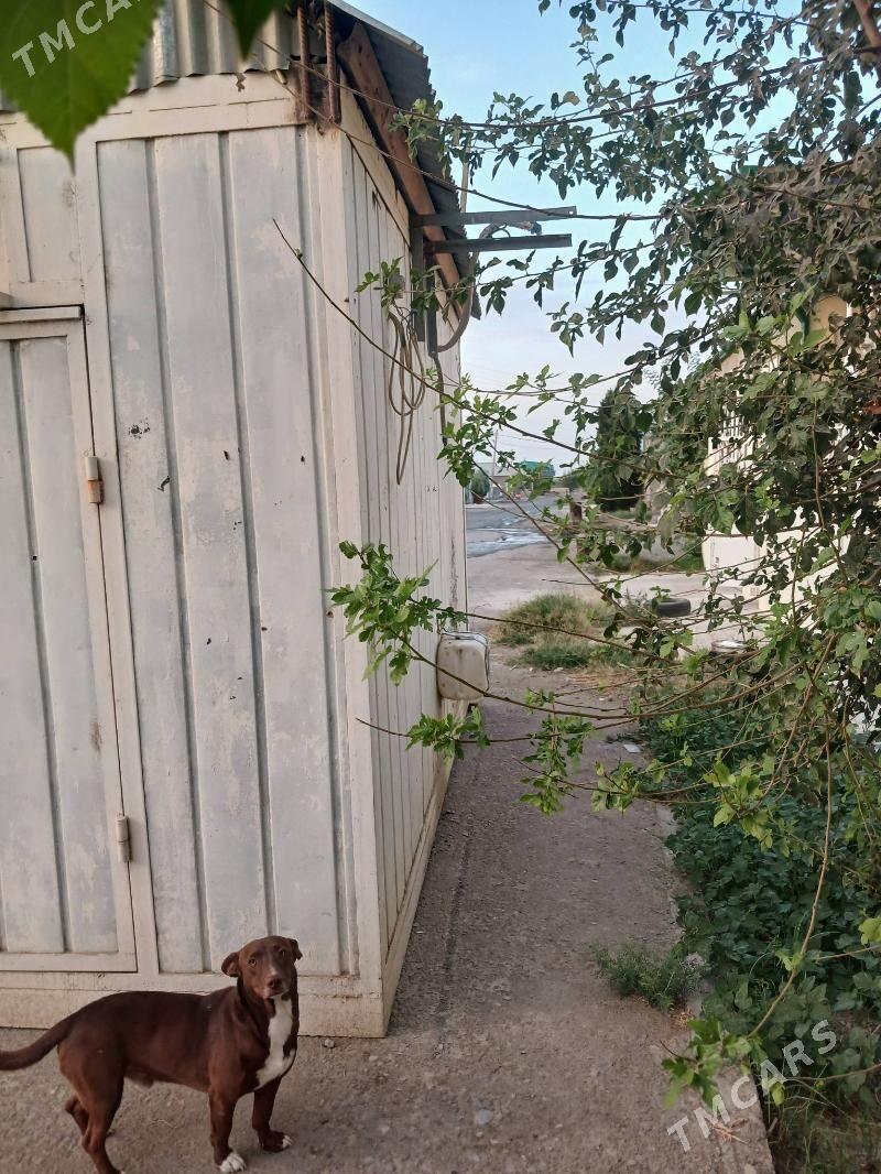 kanteynir - Гёкдепе - img 3