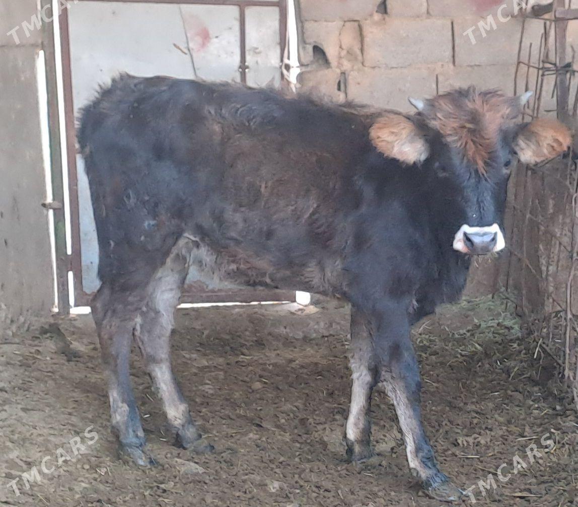 TUWE - Бахарден - img 4