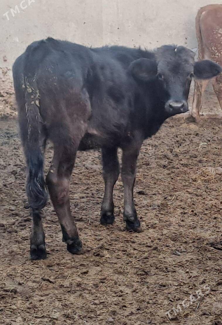 TUWE - Бахарден - img 5