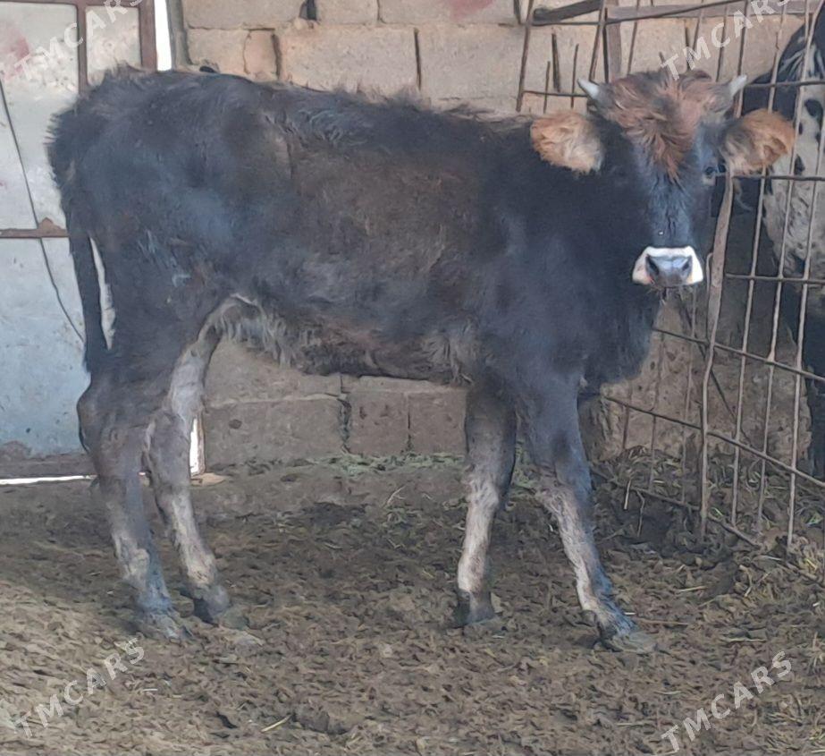 TUWE - Бахарден - img 3