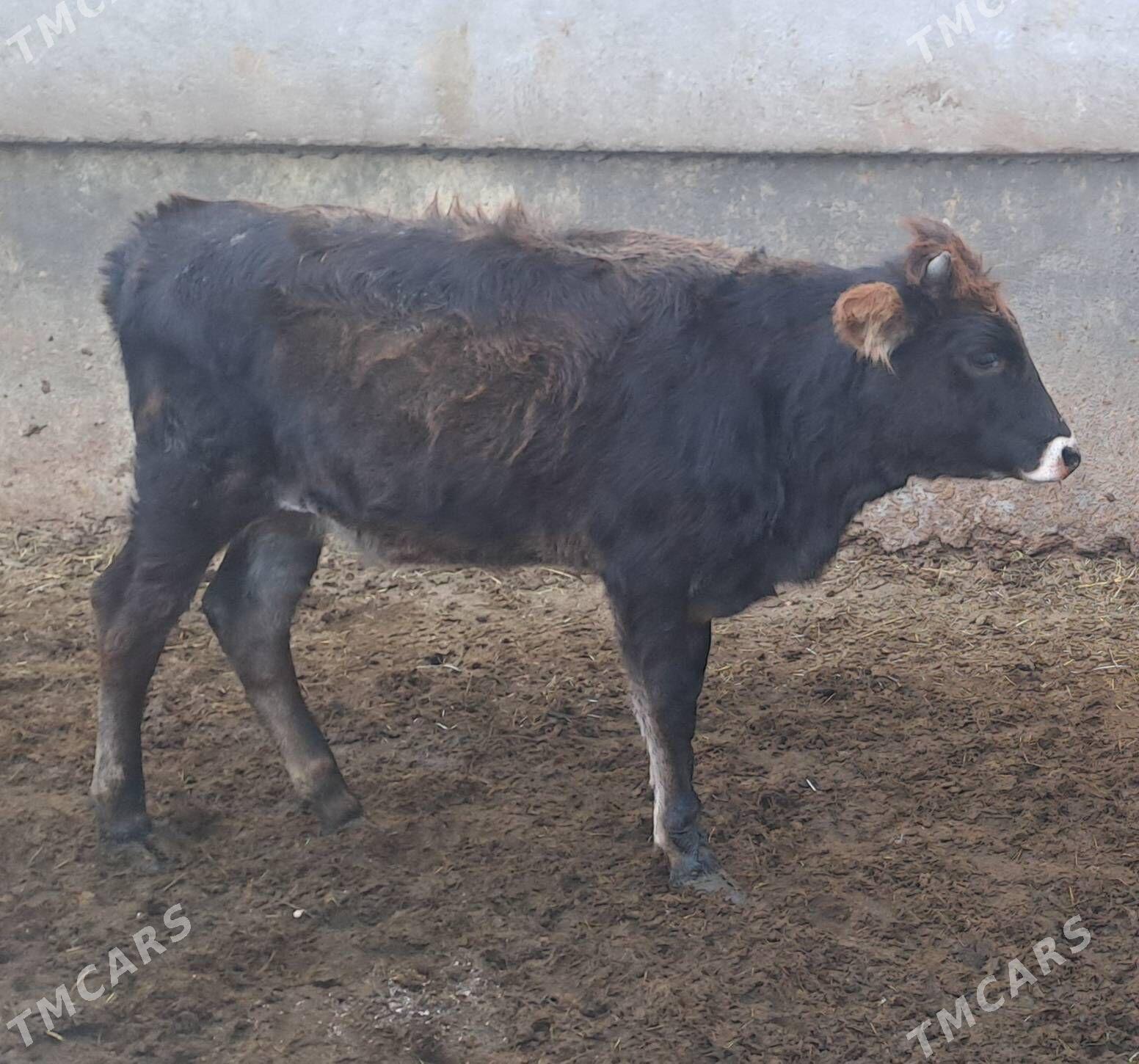 TUWE - Бахарден - img 2