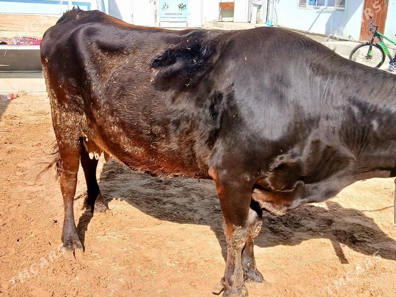 bakylan sygyr - Чоганлы - img 3