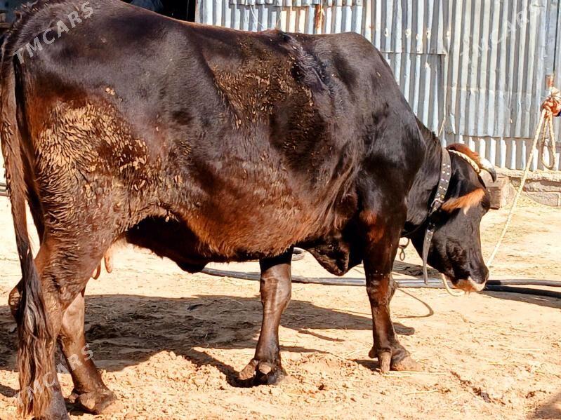 bakylan sygyr - Чоганлы - img 2