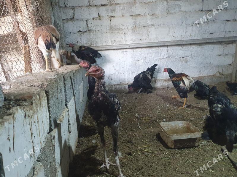 tasgent - Büzmeýin - img 3