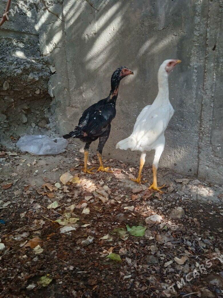 taskent juje - Balkanabat - img 3