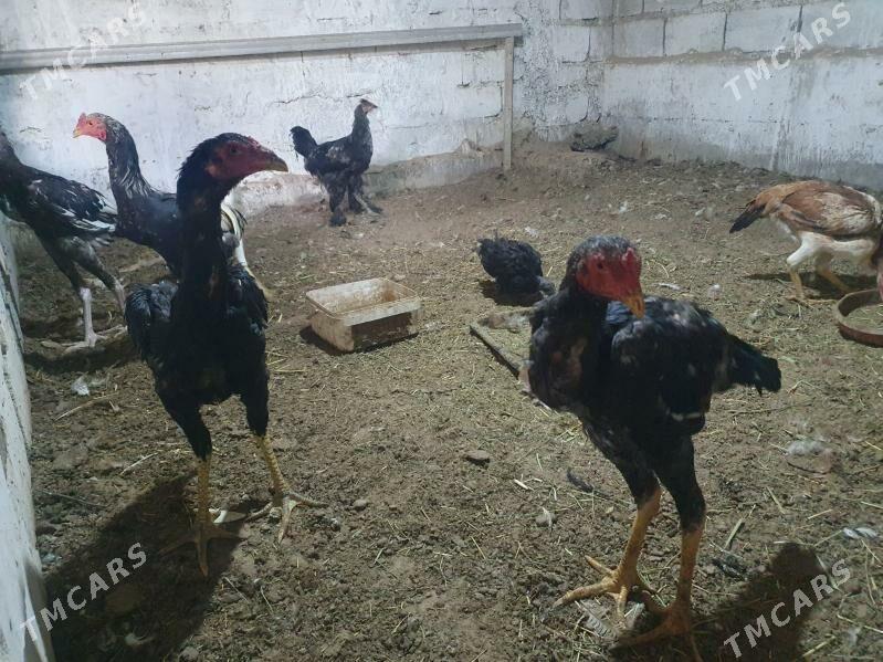 tasgent - Büzmeýin - img 1