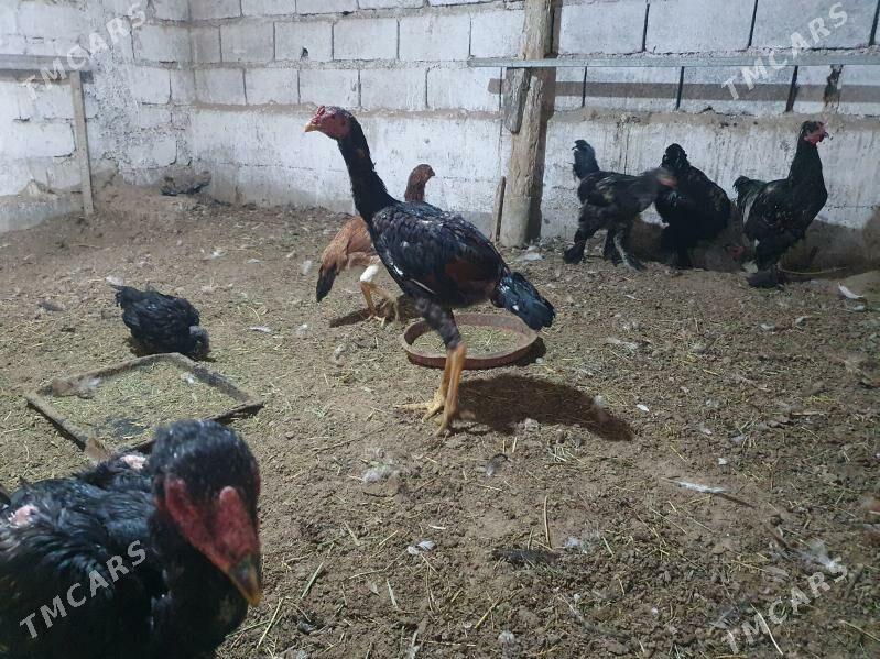 tasgent - Büzmeýin - img 2