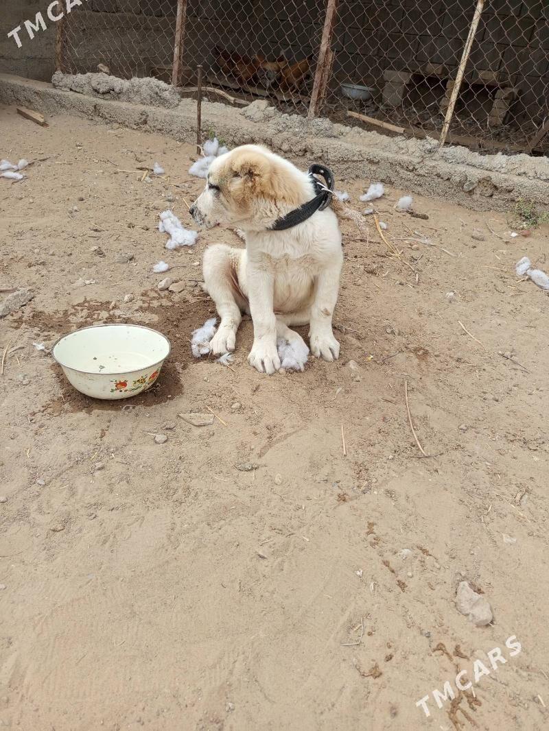 alabaý 2 aýlyk köpek - Bagyr - img 2