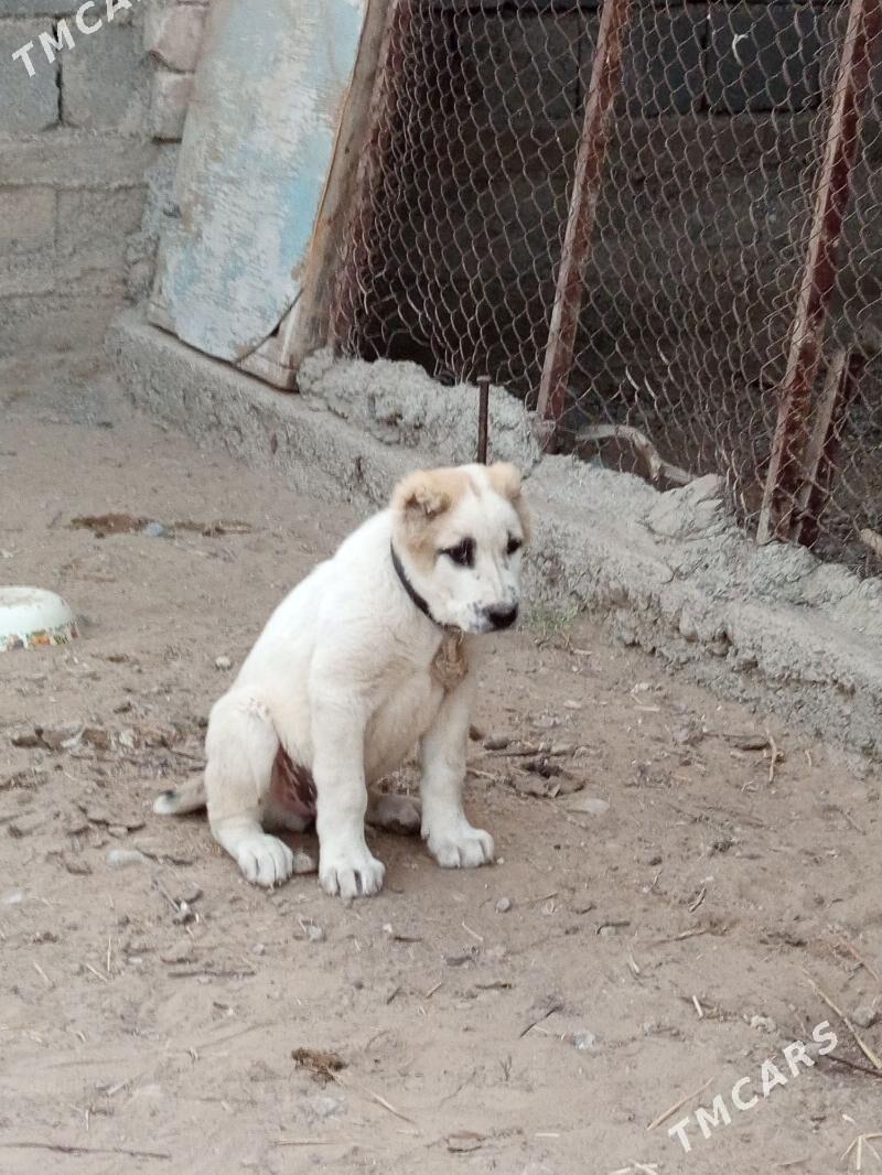 alabaý 2 aýlyk köpek - Bagyr - img 3